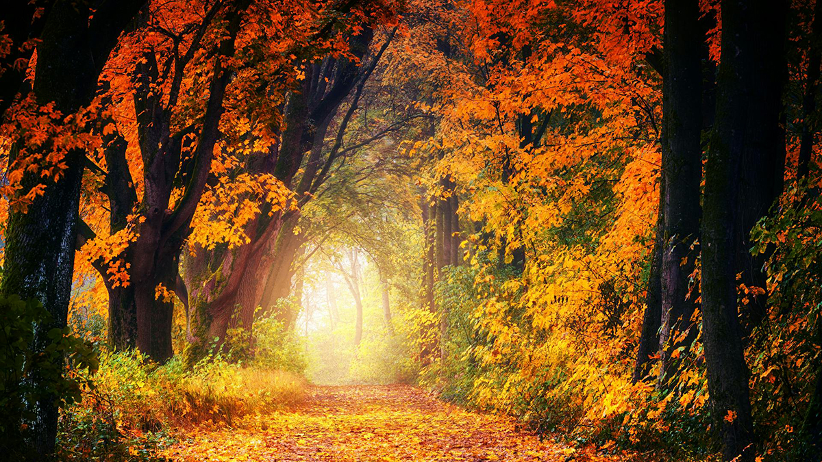 Forgotten Forest – A time to Celebrate the change of Seasons – Autumn Forgotten Forest - A time to Celebrate the change of Seasons - Autumn