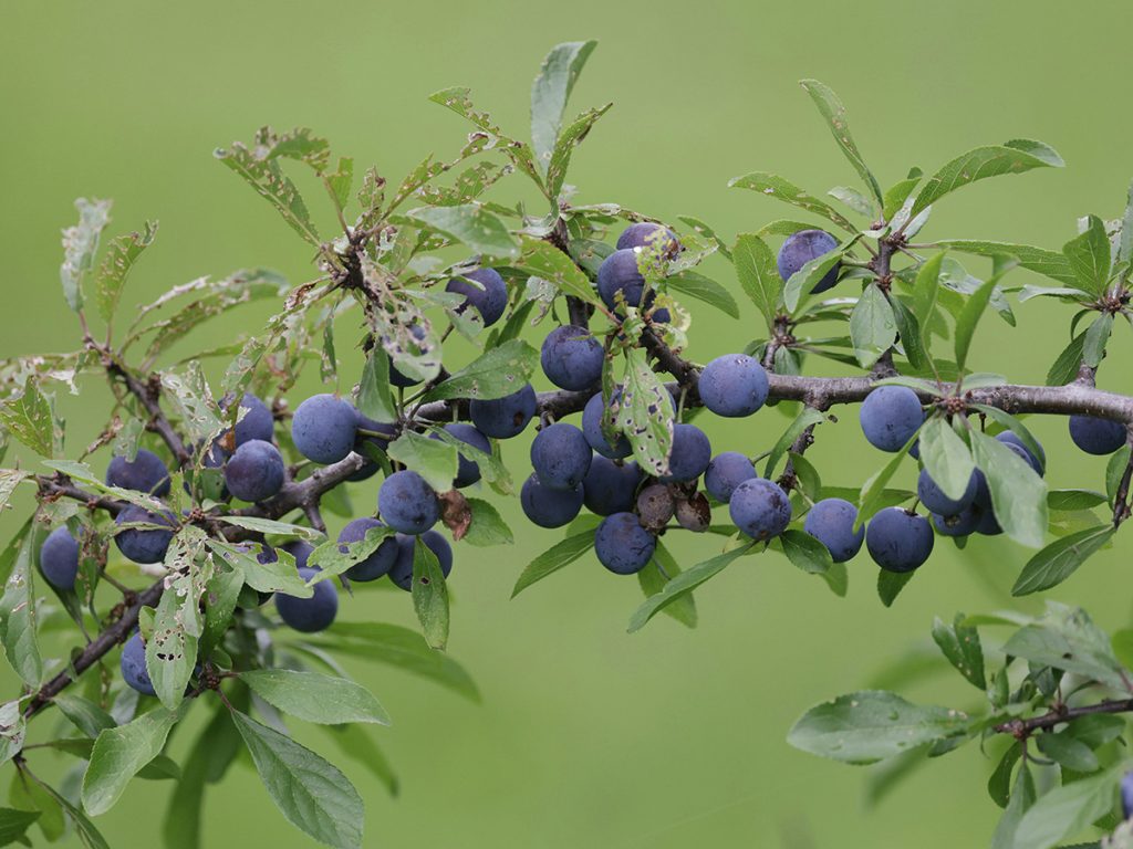 forgotten-forest-blackthorn-sloe
