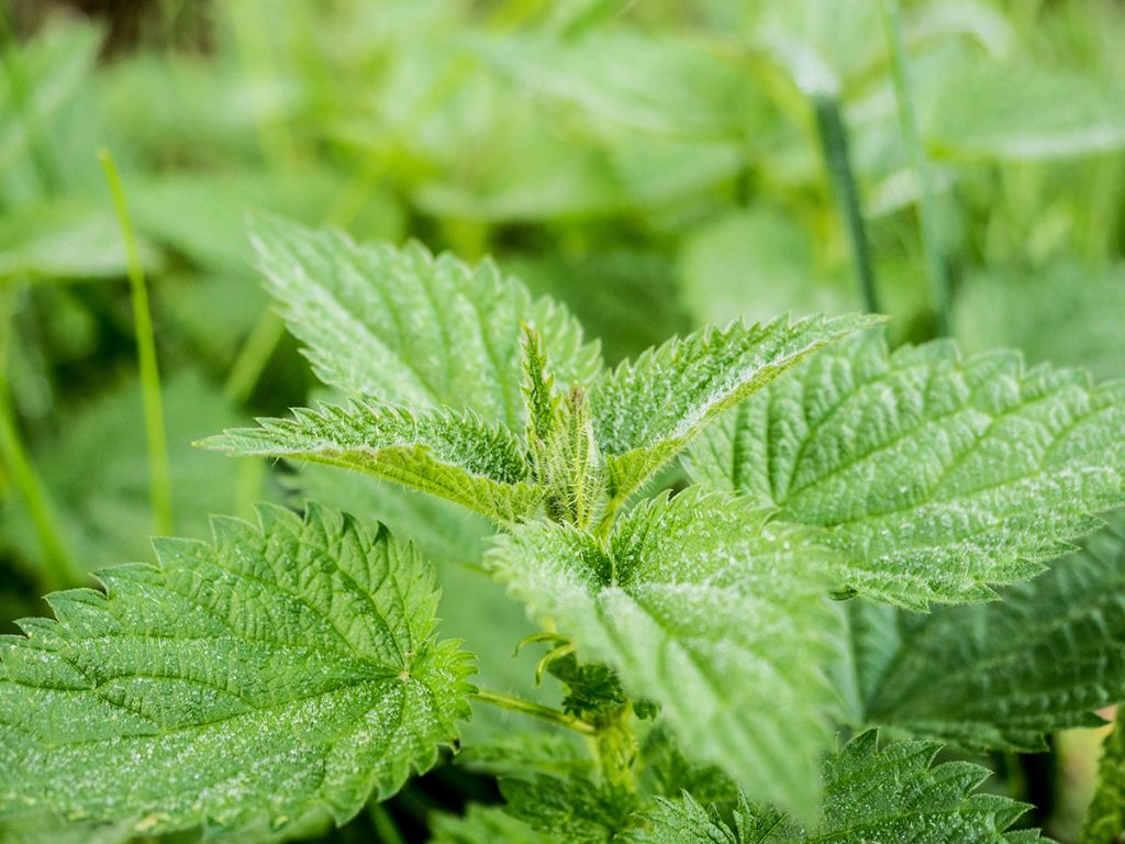 Forgotten Forest Nettles Forgotten Forest Nettles