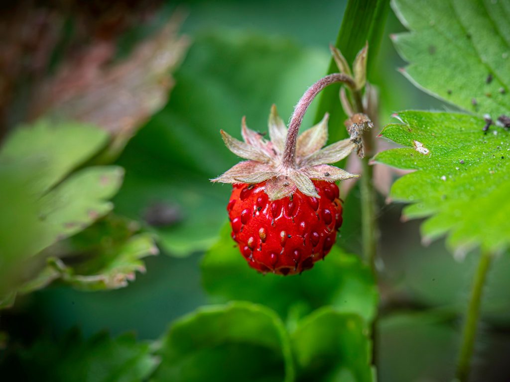 Forgotten Forest Wild Strawberry Forgotten Forest Wild Strawberry