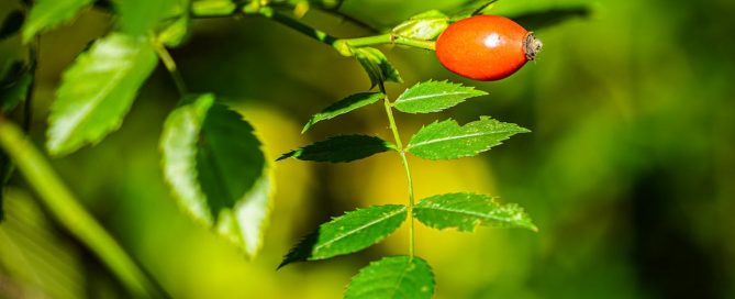 Rosehip - Forgotten Forest