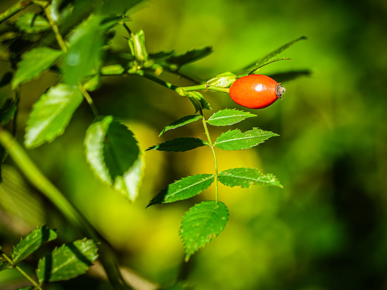 Rosehip - Forgotten Forest