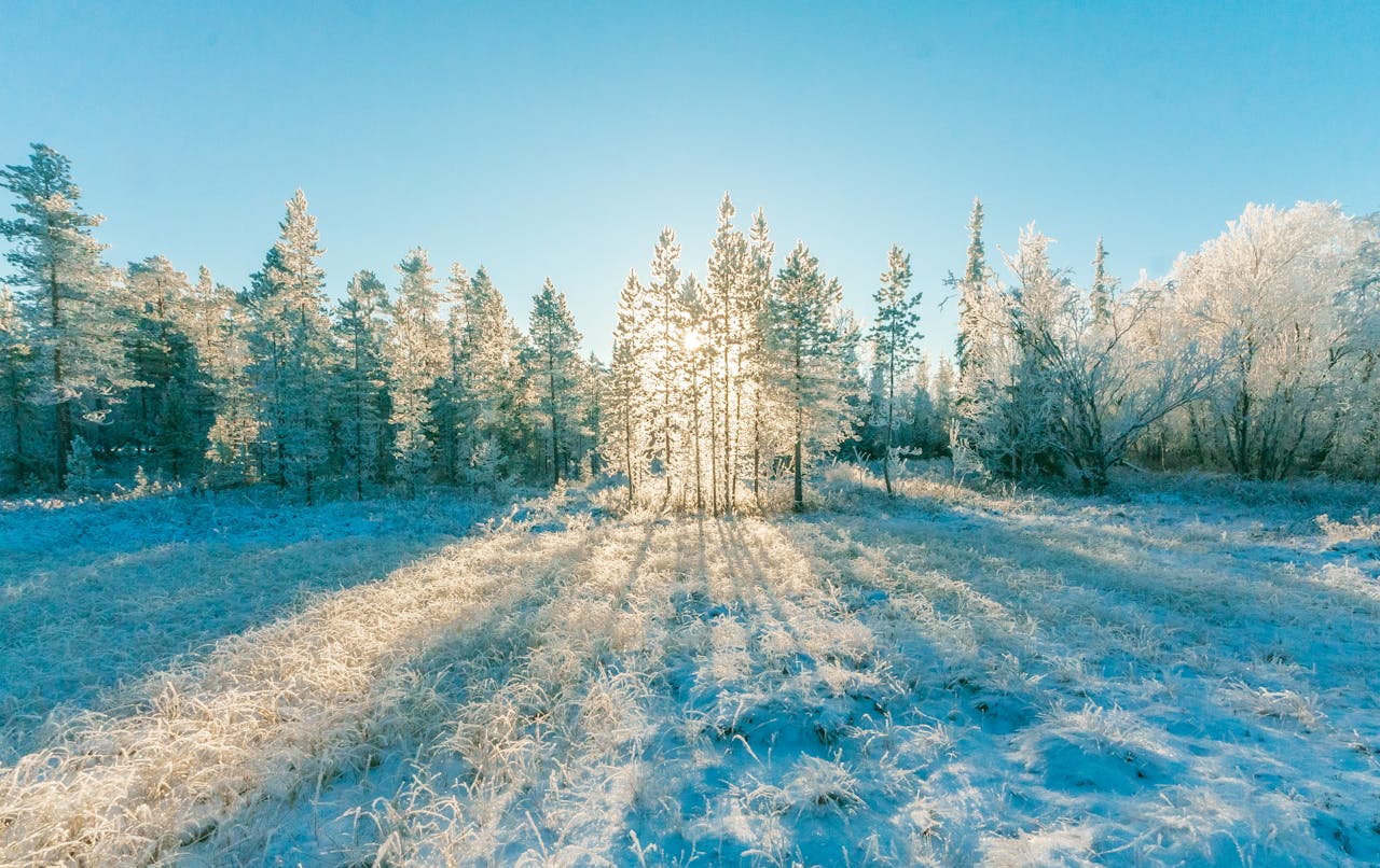Winter Forest Scene – The Forgotten Forest Winter Forest Scene - The Forgotten Forest
