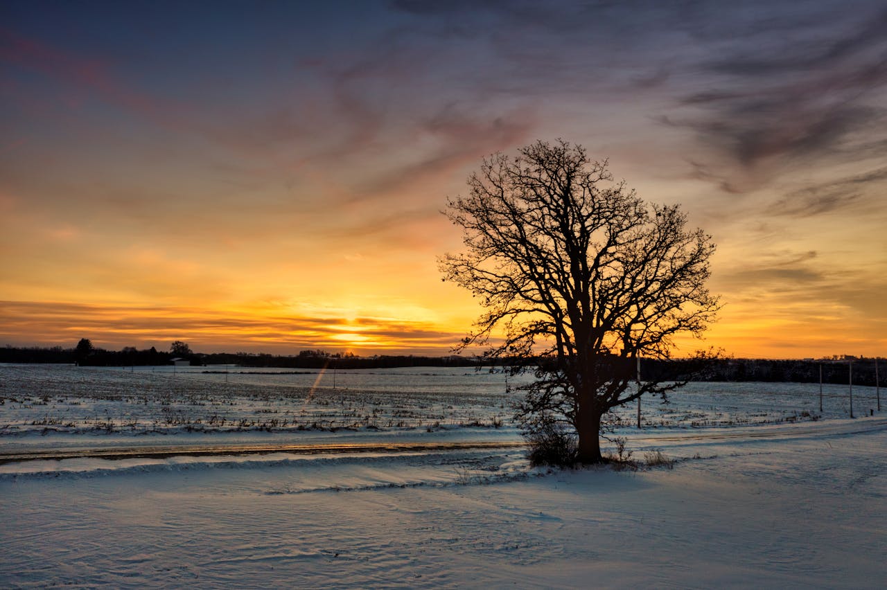Winter Solstice – Forgotten Forest Winter Solstice - Forgotten Forest